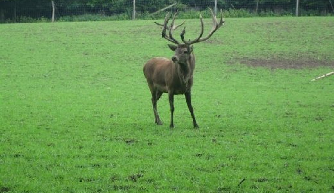 151626-f5c7dbe2215acd307a260d41f248244c